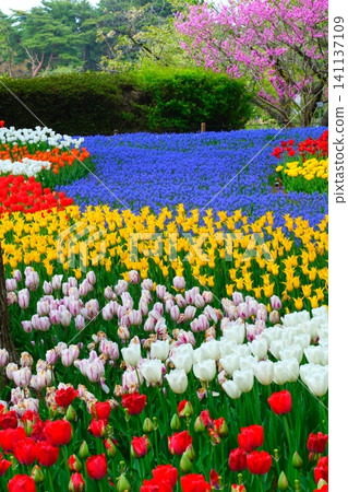 Tulip at Hitachi Beach Park Tulip at Hitachi Beach Park 141137109