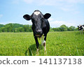 Cattle grazing in Hokkaido 141137138