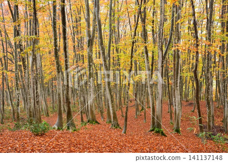 A carpet of fallen autumn leaves in the beautiful beech forest. A carpet of fallen autumn leaves in the beautiful beech forest. 141137148
