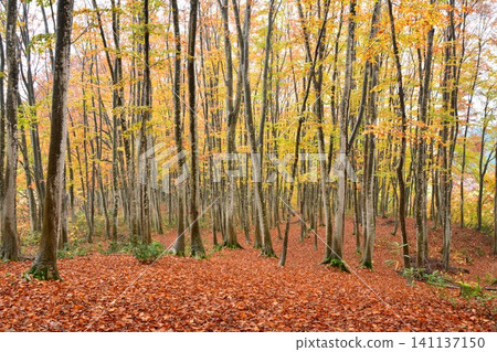 A carpet of fallen autumn leaves in the beautiful beech forest. A carpet of fallen autumn leaves in the beautiful beech forest. 141137150