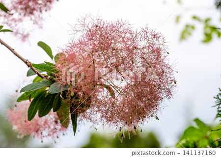 Pink smoke tree blossoms in full bloom with soft fluffy flower clusters Pink smoke tree blossoms in full bloom with soft fluffy flower clusters 141137160