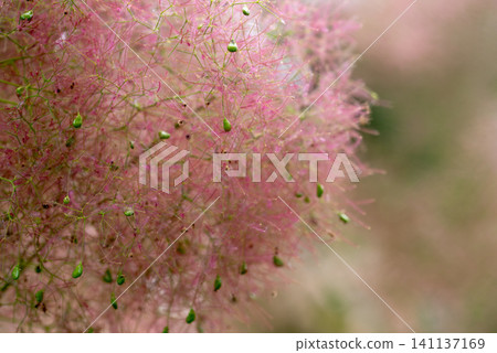 Pink smoke tree blossoms in full bloom with soft fluffy flower clusters Pink smoke tree blossoms in full bloom with soft fluffy flower clusters 141137169