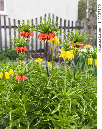 Crown imperial fritillaria flowers blooming in spring garden Crown imperial fritillaria flowers blooming in spring garden 141137199