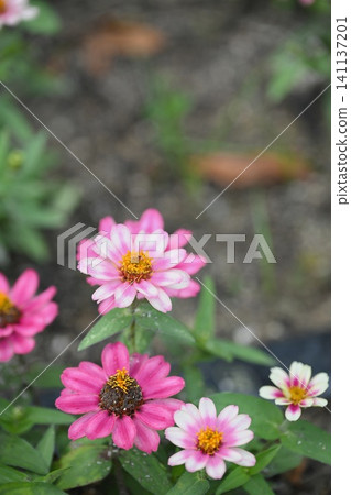 White and pink zinnias White and pink zinnias 141137201