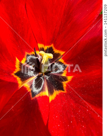 Red tulip blooming in macro with vibrant colors Red tulip blooming in macro with vibrant colors 141137209