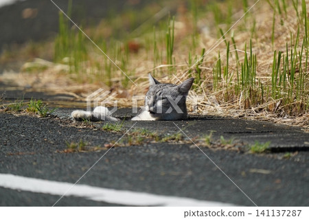 A cat stares, unable to get out of a drainage ditch. A cat stares, unable to get out of a drainage ditch. 141137287