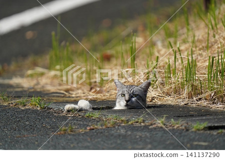 A cat stares, unable to get out of a drainage ditch. A cat stares, unable to get out of a drainage ditch. 141137290