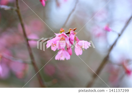 Early-blooming cherry blossoms, Okame variety. Early-blooming cherry blossoms, Okame variety. 141137299