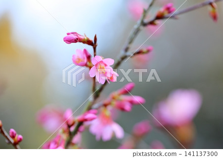 早開櫻花，岡龜品種。 141137300