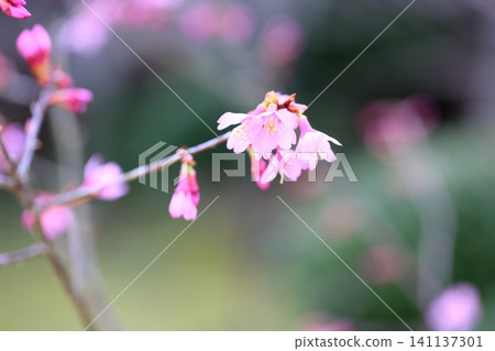 Early-blooming cherry blossoms, Okame variety. Early-blooming cherry blossoms, Okame variety. 141137301