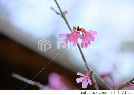 Early-blooming cherry blossoms: Kawazu cherry blossoms Early-blooming cherry blossoms: Kawazu cherry blossoms 141137302