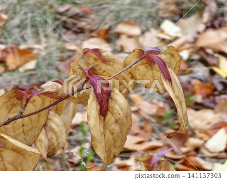 Colorful Euonymus Leaves Turning Bright Red in Autumn Colorful Euonymus Leaves Turning Bright Red in Autumn 141137303