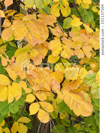 European Hornbeam with Bright Yellow Autumn Foliage European Hornbeam with Bright Yellow Autumn Foliage 141137304