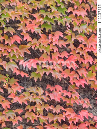Boston Ivy with Brilliant Autumn Leaf Color in a Garden Boston Ivy with Brilliant Autumn Leaf Color in a Garden 141137315