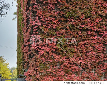 Boston Ivy with Bright Red Autumn Leaves Covering a Garden Wall Boston Ivy with Bright Red Autumn Leaves Covering a Garden Wall 141137316