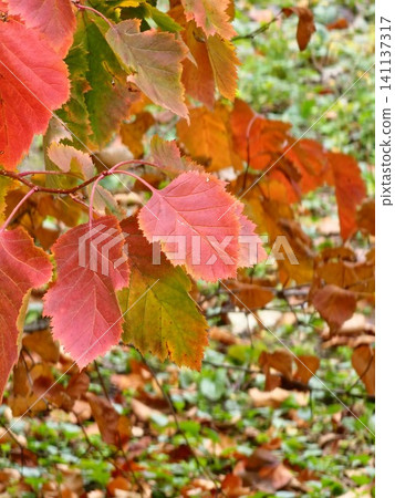 Brilliant Red Autumn Leaves of Virginia Creeper in a Botanical Garden 141137317