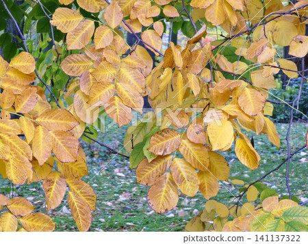Golden Autumn Leaves of European Hornbeam in a Botanical Garden Golden Autumn Leaves of European Hornbeam in a Botanical Garden 141137322