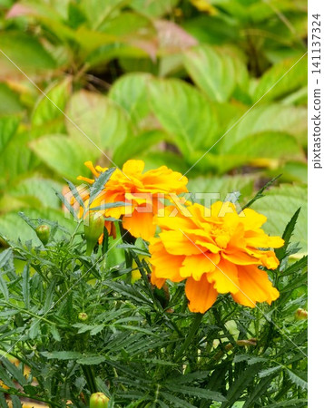 French Marigold Flowers Growing Among Green Foliage French Marigold Flowers Growing Among Green Foliage 141137324