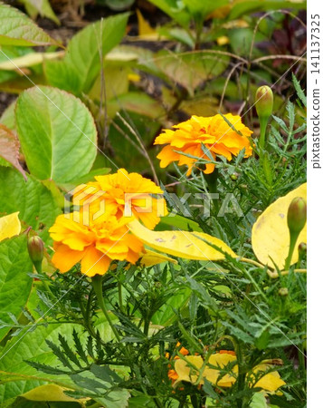 Compact French Marigold Plant with Bright Orange Flowers Compact French Marigold Plant with Bright Orange Flowers 141137325