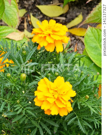 Close Up of Double Orange French Marigold Blossom Close Up of Double Orange French Marigold Blossom 141137327