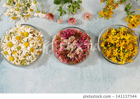 Medicinal herbs such as chamomile, clover, and St. John's wort, their flower petals in glass cups for infusions or tea, a collection of useful herbs for treatment according to folk recipes Medicinal herbs such as chamomile, clover, and St. John's wort, their flower petals in glass cups for infusions or tea, a collection of useful herbs for treatment according to folk recipes 141137344
