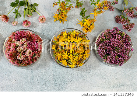 Medicinal herbs such as oregano, clover, and St. John's wort, their flower petals in glass cups for infusions or tea, a collection of useful herbs for treatment according to folk recipes, Medicinal herbs such as oregano, clover, and St. John's wort, their flower petals in glass cups for infusions or tea, a collection of useful herbs for treatment according to folk recipes, 141137346