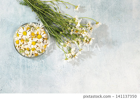 Flowers and dried chamomile buds on a concrete table, medicinal herbs, the concept of alternative folk medicine, an advertisement for a green pharmacy, a collection of useful herbs Flowers and dried chamomile buds on a concrete table, medicinal herbs, the concept of alternative folk medicine, an advertisement for a green pharmacy, a collection of useful herbs 141137350