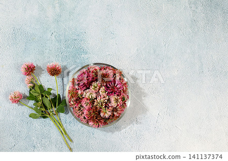 Clover flowers and dried buds on a concrete table, herbal remedies, alternative folk medicine concept, green pharmacy advertisement, collection of useful herbs for folk medicine Clover flowers and dried buds on a concrete table, herbal remedies, alternative folk medicine concept, green pharmacy advertisement, collection of useful herbs for folk medicine 141137374