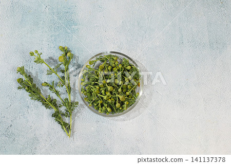 Flowers and dried chamomile buds on a concrete table, medicinal herbs, the concept of alternative folk medicine, an advertisement for a green pharmacy, a collection of useful herbs for folk medicine. Flowers and dried chamomile buds on a concrete table, medicinal herbs, the concept of alternative folk medicine, an advertisement for a green pharmacy, a collection of useful herbs for folk medicine. 141137378