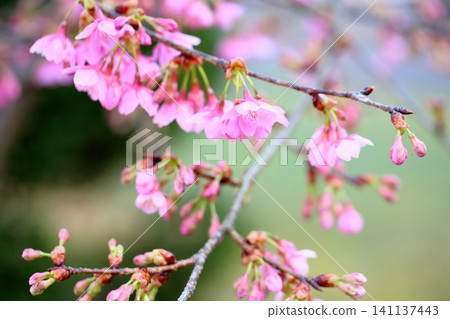 Early-blooming cherry blossoms: Kawazu cherry blossoms Early-blooming cherry blossoms: Kawazu cherry blossoms 141137443