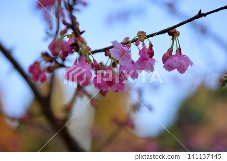 Early-blooming cherry blossoms: Kawazu cherry blossoms Early-blooming cherry blossoms: Kawazu cherry blossoms 141137445