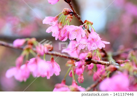 Early-blooming cherry blossoms: Kawazu cherry blossoms Early-blooming cherry blossoms: Kawazu cherry blossoms 141137446