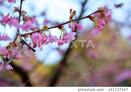 Early-blooming cherry blossoms: Kawazu cherry blossoms Early-blooming cherry blossoms: Kawazu cherry blossoms 141137447