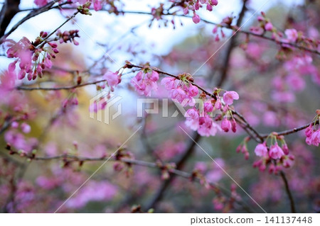 Early-blooming cherry blossoms: Kawazu cherry blossoms Early-blooming cherry blossoms: Kawazu cherry blossoms 141137448