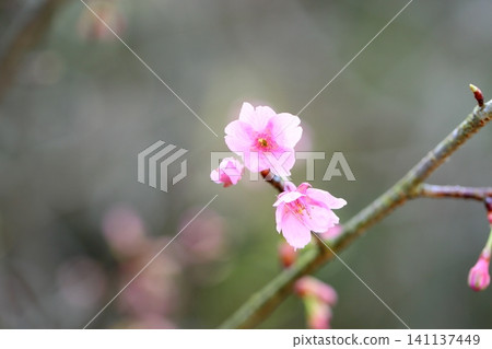 Early-blooming cherry blossoms: Kawazu cherry blossoms Early-blooming cherry blossoms: Kawazu cherry blossoms 141137449