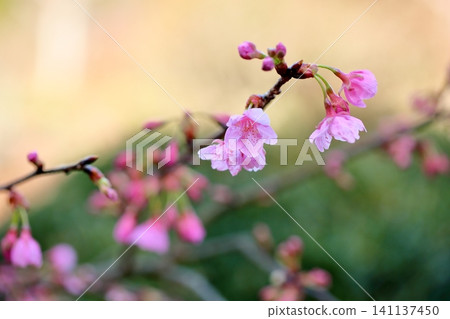 早開的櫻花:河津櫻花 早開的櫻花:河津櫻花 141137450