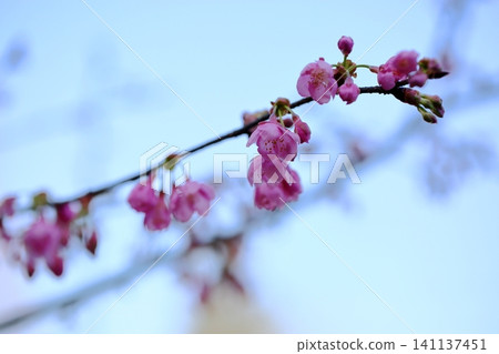 Early-blooming cherry blossoms: Kawazu cherry blossoms Early-blooming cherry blossoms: Kawazu cherry blossoms 141137451