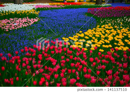 Tulip at Hitachi Beach Park Tulip at Hitachi Beach Park 141137510