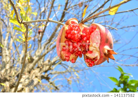 Ripe pomegranates stand out against the blue sky. Ripe pomegranates stand out against the blue sky. 141137582