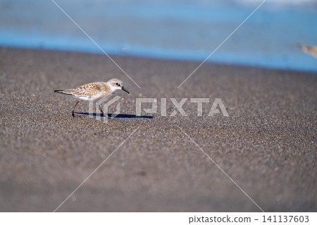 Tonen looking for food at the beach Tonen looking for food at the beach 141137603
