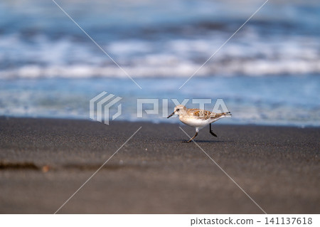 Tonen looking for food at the beach Tonen looking for food at the beach 141137618