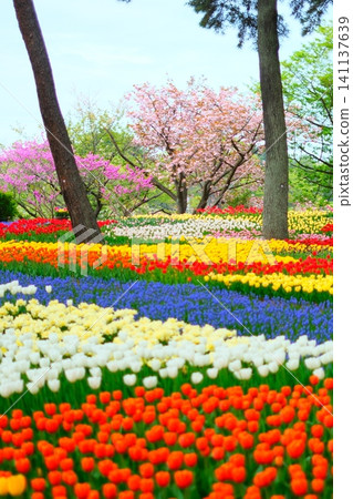 在日立海灘公園的鬱金香 在日立海灘公園的鬱金香 141137639