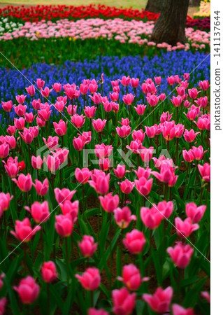 Tulip at Hitachi Beach Park 141137644