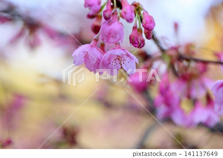 Early-blooming cherry blossoms: Kawazu cherry blossoms 141137649