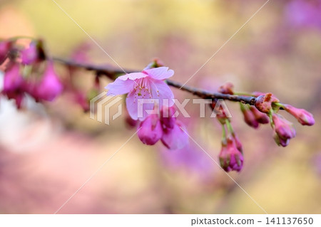 Early-blooming cherry blossoms: Kawazu cherry blossoms 141137650