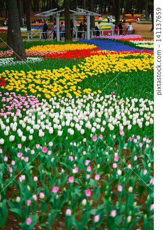 Tulip at Hitachi Beach Park Tulip at Hitachi Beach Park 141137659