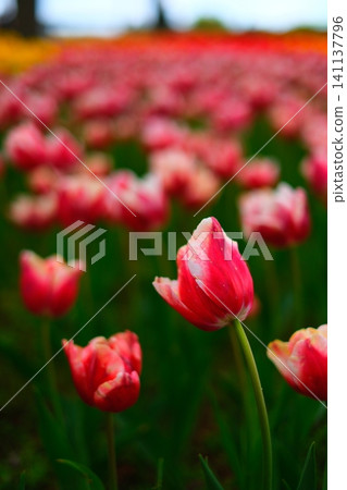 Tulip at Hitachi Beach Park Tulip at Hitachi Beach Park 141137796