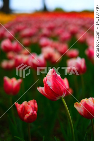 Tulip at Hitachi Beach Park Tulip at Hitachi Beach Park 141137797