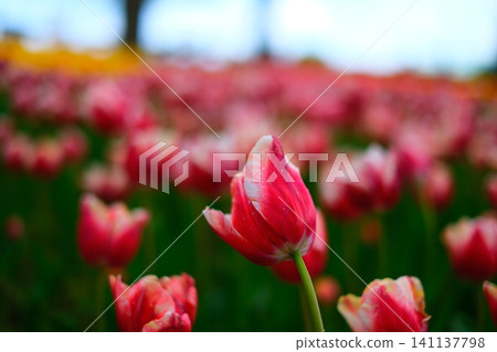 Tulip at Hitachi Beach Park Tulip at Hitachi Beach Park 141137798