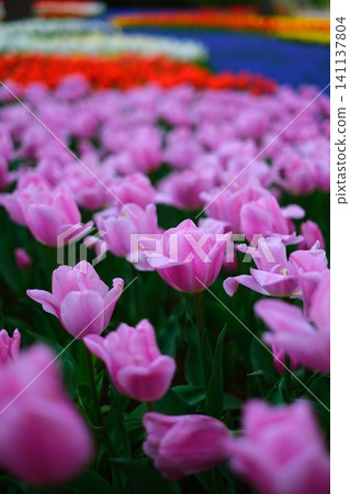 Tulip at Hitachi Beach Park Tulip at Hitachi Beach Park 141137804